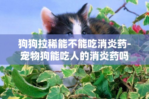 狗狗拉稀能不能吃消炎藥-寵物狗能吃人的消炎藥嗎