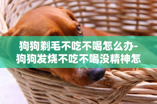 狗狗剃毛不吃不喝怎么辦-狗狗發燒不吃不喝沒精神怎么辦