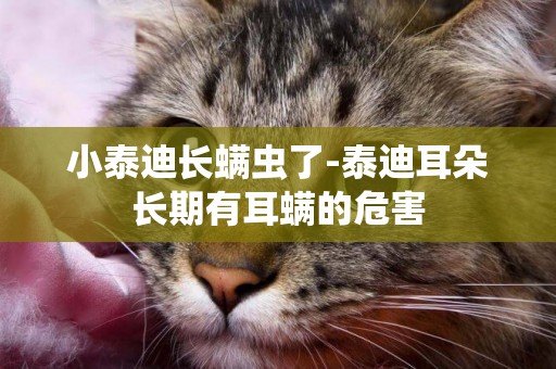 小泰迪長螨蟲了-泰迪耳朵長期有耳螨的危害