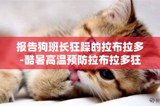 報告狗班長狂躁的拉布拉多-酷暑高溫預防拉布拉多狂躁傷人