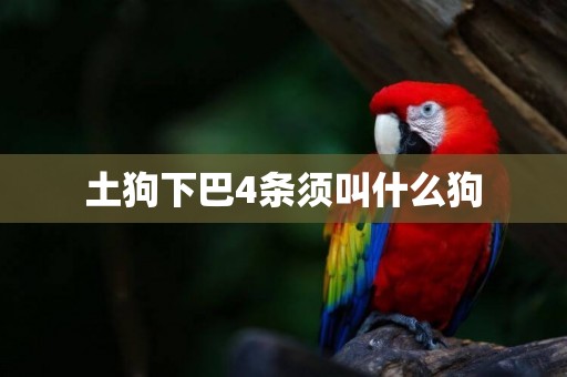 土狗下巴4條須叫什么狗
