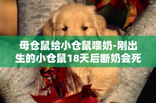 母倉鼠給小倉鼠喂奶-剛出生的小倉鼠18天后斷奶會死嗎