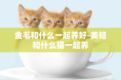 金毛和什么一起養好-美短和什么貓一起養