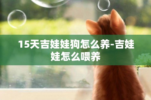 15天吉娃娃狗怎么養-吉娃娃怎么喂養