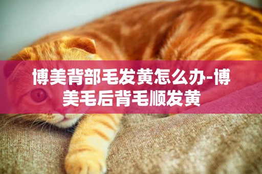 博美背部毛發黃怎么辦-博美毛后背毛順發黃