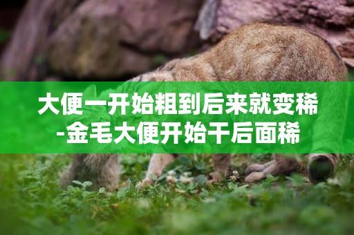 大便一開始粗到后來就變稀-金毛大便開始干后面稀