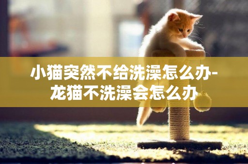 小貓突然不給洗澡怎么辦-龍貓不洗澡會怎么辦