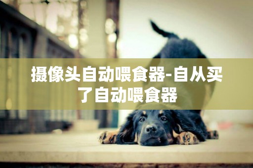 攝像頭自動喂食器-自從買了自動喂食器
