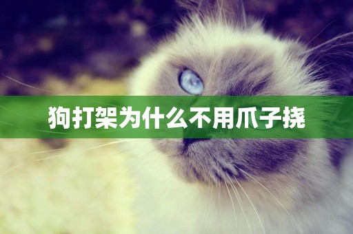 狗打架為什么不用爪子撓