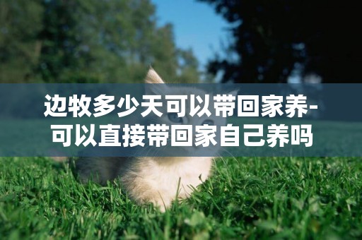 邊牧多少天可以帶回家養-可以直接帶回家自己養嗎