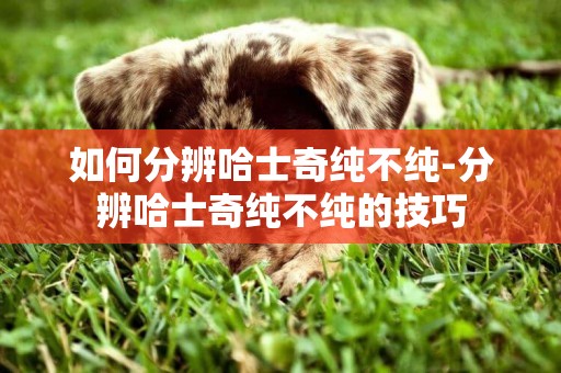 如何分辨哈士奇純不純-分辨哈士奇純不純的技巧