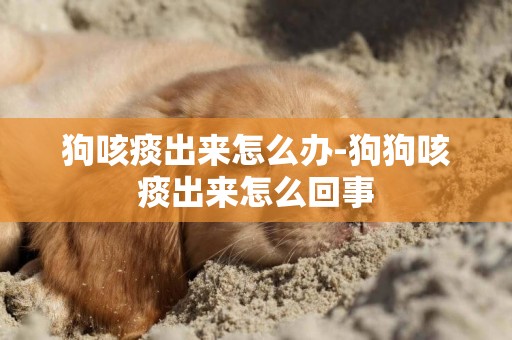 狗咳痰出來怎么辦-狗狗咳痰出來怎么回事