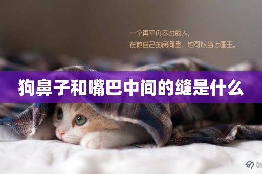 狗鼻子和嘴巴中間的縫是什么