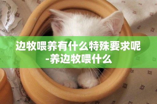 邊牧喂養有什么特殊要求呢-養邊牧喂什么