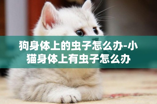 狗身體上的蟲子怎么辦-小貓身體上有蟲子怎么辦