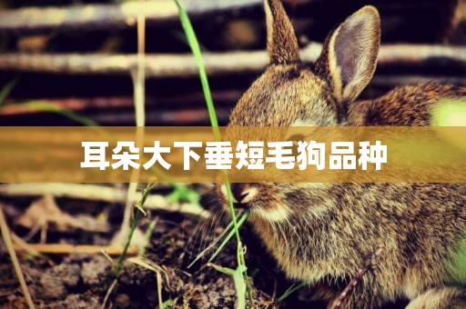 耳朵大下垂短毛狗品種
