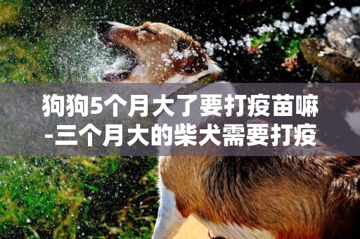 狗狗5個月大了要打疫苗嘛-三個月大的柴犬需要打疫苗嗎
