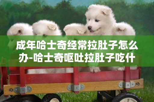 成年哈士奇經常拉肚子怎么辦-哈士奇嘔吐拉肚子吃什么藥