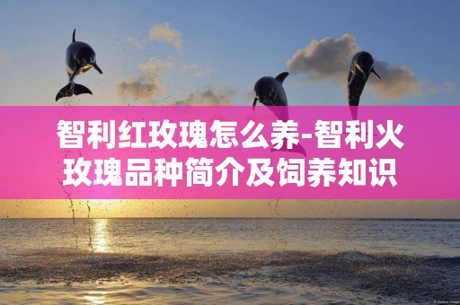 智利紅玫瑰怎么養-智利火玫瑰品種簡介及飼養知識
