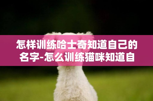 怎樣訓練哈士奇知道自己的名字-怎么訓練貓咪知道自己的名字