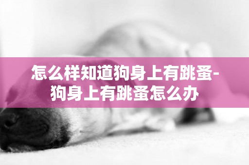 怎么樣知道狗身上有跳蚤-狗身上有跳蚤怎么辦