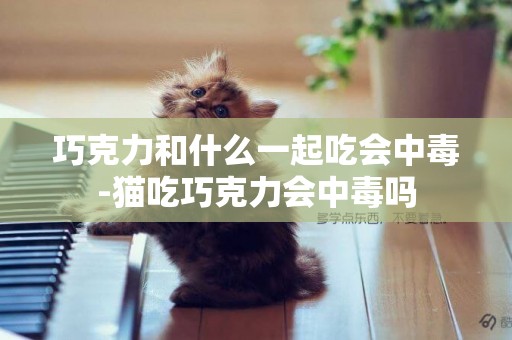 巧克力和什么一起吃會中毒-貓吃巧克力會中毒嗎