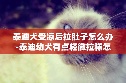 泰迪犬受涼后拉肚子怎么辦-泰迪幼犬有點輕微拉稀怎么辦