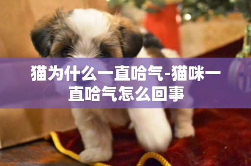 貓為什么一直哈氣-貓咪一直哈氣怎么回事