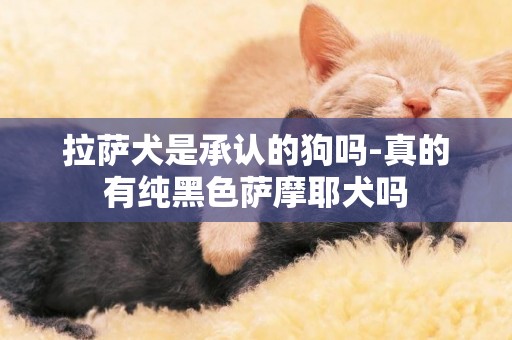 拉薩犬是承認的狗嗎-真的有純黑色薩摩耶犬嗎