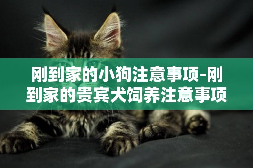 剛到家的小狗注意事項-剛到家的貴賓犬飼養注意事項