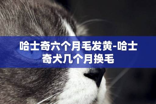 哈士奇六個月毛發黃-哈士奇犬幾個月換毛