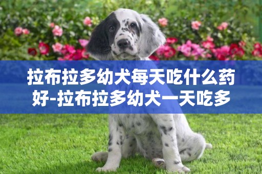 拉布拉多幼犬每天吃什么藥好-拉布拉多幼犬一天吃多少狗糧