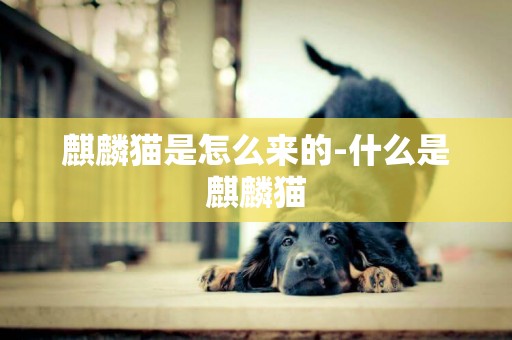 麒麟貓是怎么來的-什么是麒麟貓