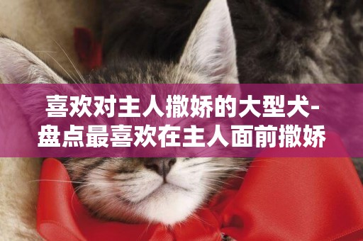 喜歡對主人撒嬌的大型犬-盤點最喜歡在主人面前撒嬌的五種狗狗