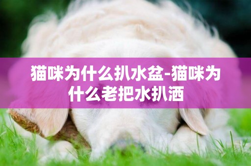 貓咪為什么扒水盆-貓咪為什么老把水扒灑