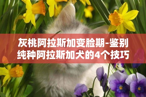 灰桃阿拉斯加變臉期-鑒別純種阿拉斯加犬的4個技巧