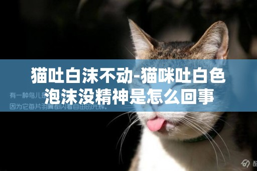 貓吐白沫不動-貓咪吐白色泡沫沒精神是怎么回事