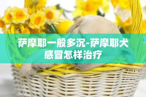 薩摩耶一般多沉-薩摩耶犬感冒怎樣治療