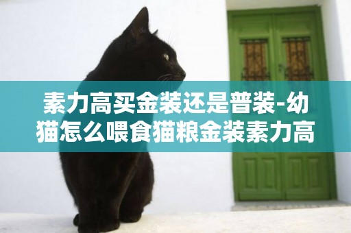 素力高買金裝還是普裝-幼貓怎么喂食貓糧金裝素力高