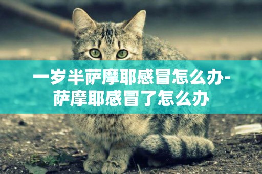 一歲半薩摩耶感冒怎么辦-薩摩耶感冒了怎么辦