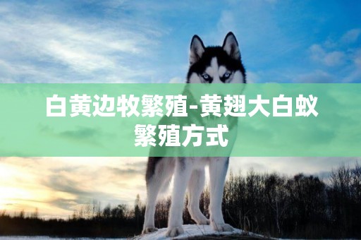 白黃邊牧繁殖-黃翅大白蟻繁殖方式