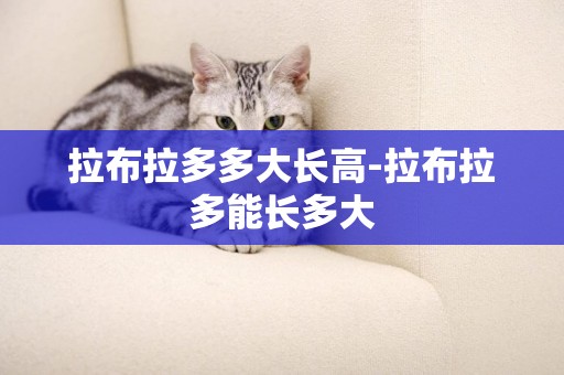 拉布拉多多大長高-拉布拉多能長多大