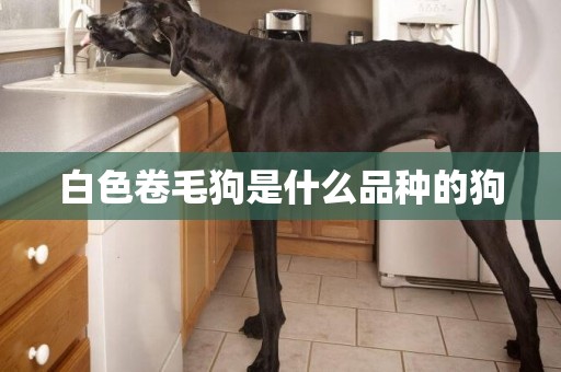 白色卷毛狗是什么品種的狗