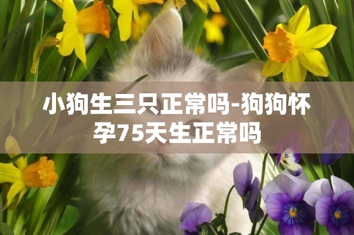 小狗生三只正常嗎-狗狗懷孕75天生正常嗎
