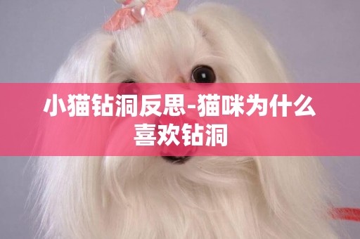 小貓鉆洞反思-貓咪為什么喜歡鉆洞