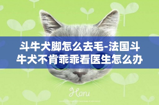 斗牛犬腳怎么去毛-法國斗牛犬不肯乖乖看醫生怎么辦
