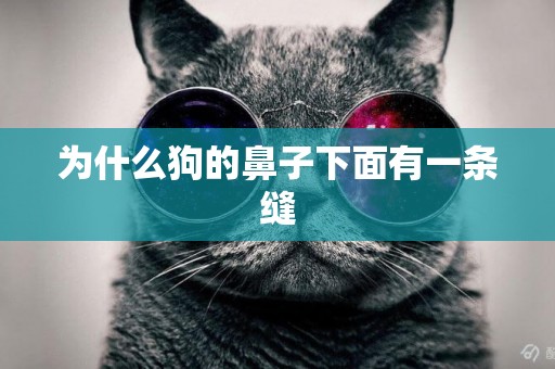 為什么狗的鼻子下面有一條縫