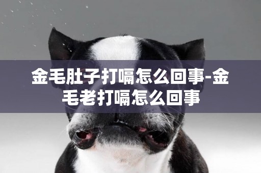 金毛肚子打嗝怎么回事-金毛老打嗝怎么回事