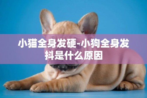 小貓全身發硬-小狗全身發抖是什么原因