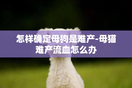 怎樣確定母狗是難產-母貓難產流血怎么辦